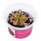 Drosera sp. „Lantau Island“ (Saulašarė)